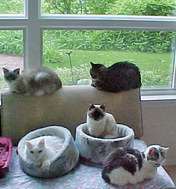 Five Cats in Catbeds at Farm Window