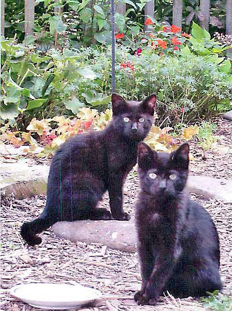 Two Black Cats in Garden