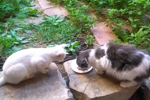Two Cats Sharing Milk Dish in Garden
