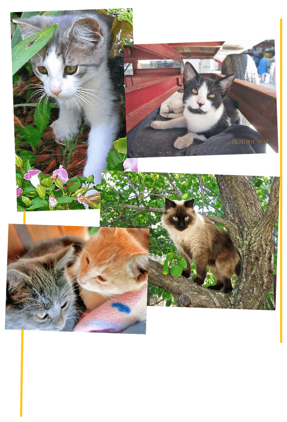 Zimmer Feline Foundation cat patients collage