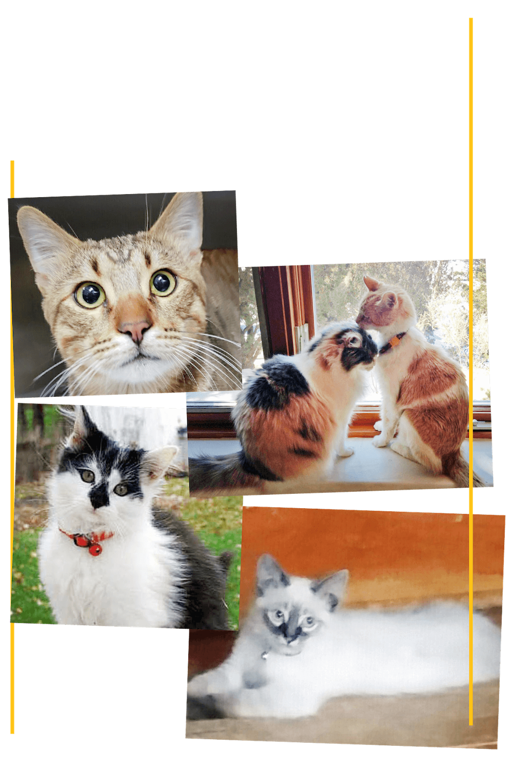 Zimmer Feline Foundation cat patients collage