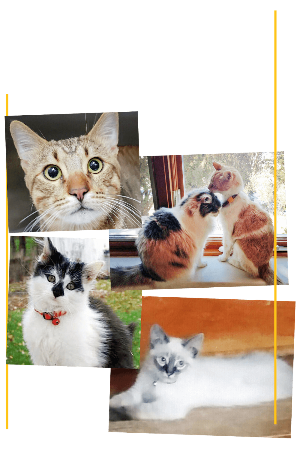 Zimmer Community Fund cat collage for nonprofit grants in New Mexico