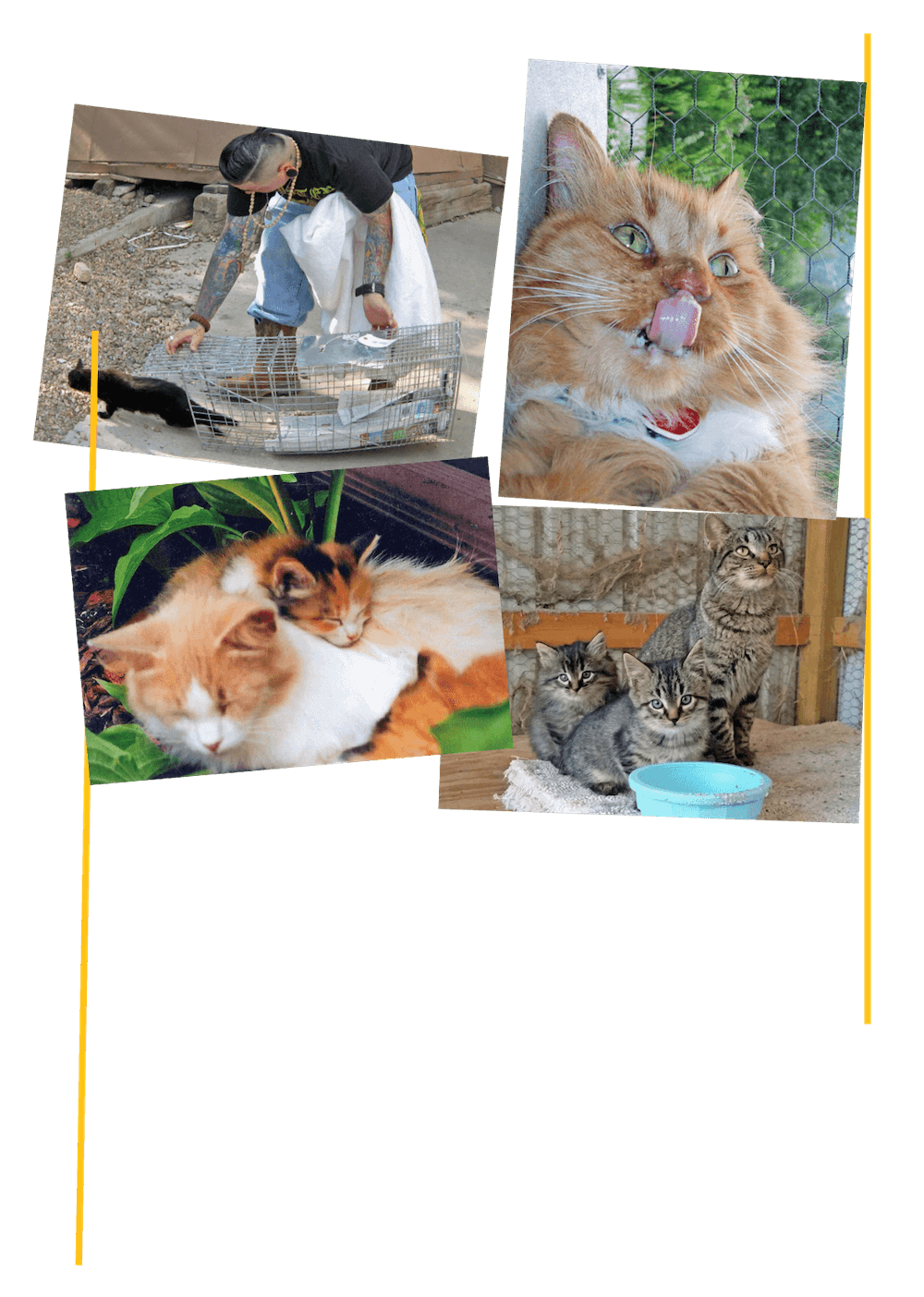 Cat patient collage