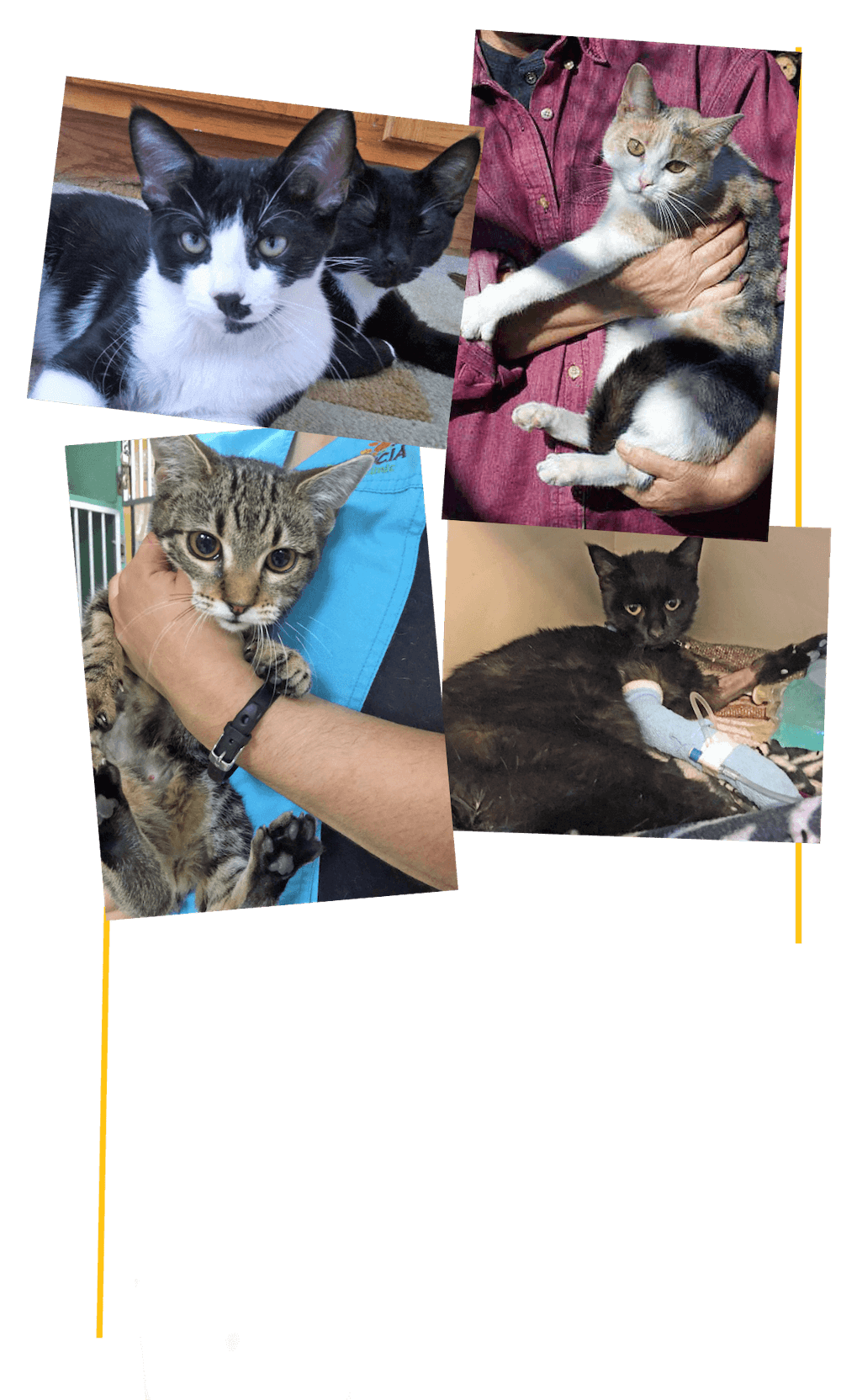 Cat patient collage
