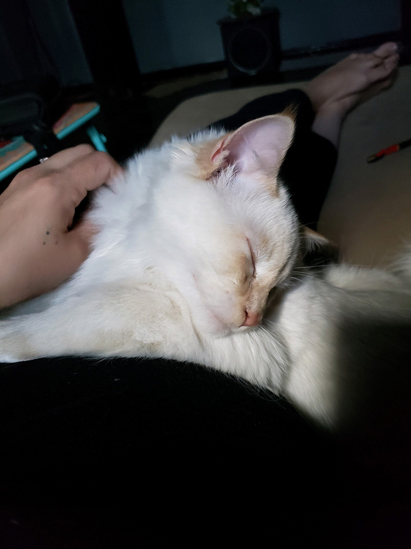 White Cat Napping Killion